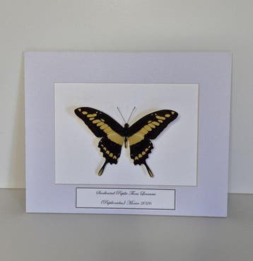 Papilio Thoas Taxidermie wandmontage - (Papilionidae) - 275, Verzamelen, Nieuw