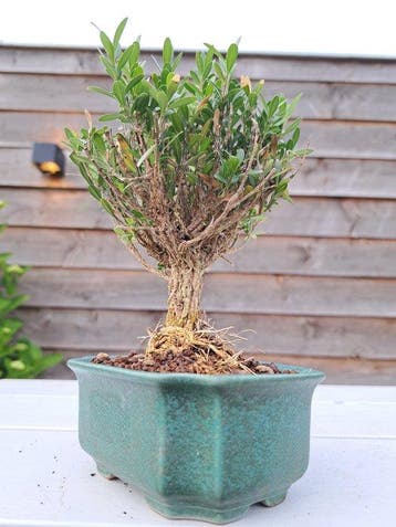 Buxus harlandii bonsaï dans une coupe à bonsaï - Hauteur