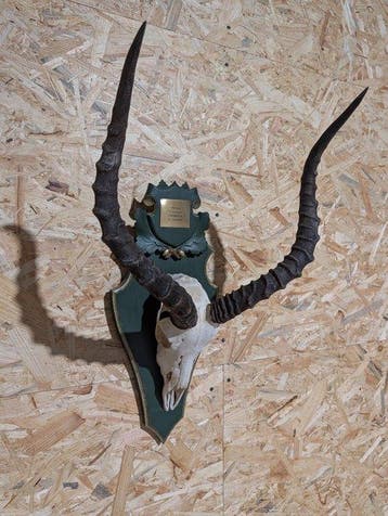 Trophée de limpala africain Support mural pour taxidermie -