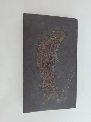 Vis - Gefossiliseerd dier - Pholidophorus bechei - 2 cm - 11, Verzamelen