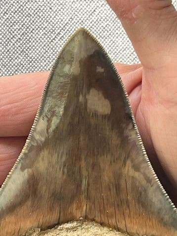 Megalodon tand 11,7 cm - Fossiele tand - Carcharocles, Collections