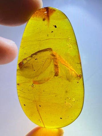 Fossiele matrix - Psychopsidae(BIG) - 43.4 mm - 24.1 mm
