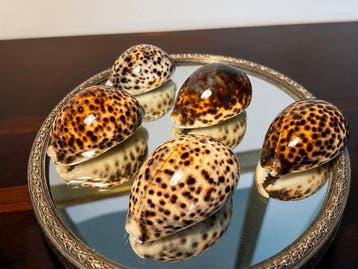 Weekdier Zeeschelp - Tiger Cowrie Shells (Cypraea tigris), Verzamelen, Nieuw
