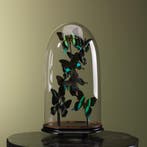 Vlinders in Stolp Taxidermie Opgezette Dieren By Max, Ophalen of Verzenden, Opgezet dier