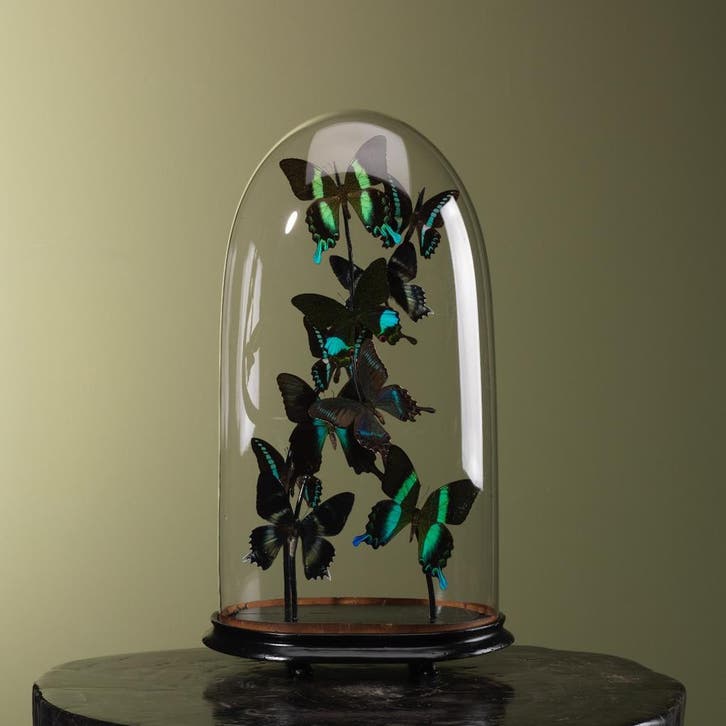 Vlinders in Stolp Taxidermie Opgezette Dieren By Max, Verzamelen, Dierenverzamelingen, Opgezet dier, Nieuw, Insect, Ophalen of Verzenden