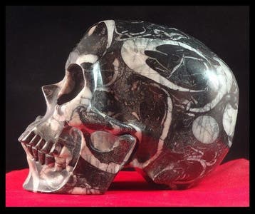 Schelpsteen Schedel - Hoogte: 10 cm - Breedte: 8.5 cm- 1363