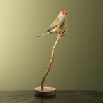 Binsenastrild Taxidermie Opgezette Dieren By Max, Ophalen of Verzenden, Nieuw, Vogel, Opgezet dier
