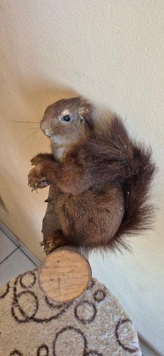 Rode eekhoorn Taxidermie wandmontage - Sciurus vulgaris -, Verzamelen, Dierenverzamelingen
