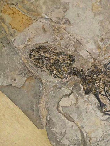 Gefossiliseerd dier - Monjurosuchus Fossil – Choristodera, Verzamelen