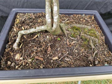 Esdoorn - Hoogte (boom): 48 cm - Diepte (boom): 50 cm -