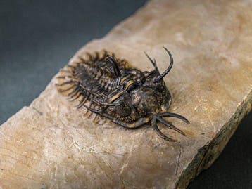 Doornige trilobiet - Gefossiliseerd dier - Walliserops hammi