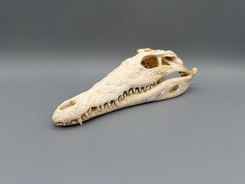 Nijlkrokodil Schedel van een reptiel - Crocodylus niloticus