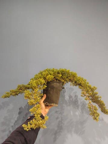 Jeneverbes bonsai (Juniperus) - Hoogte (boom): 10 cm -