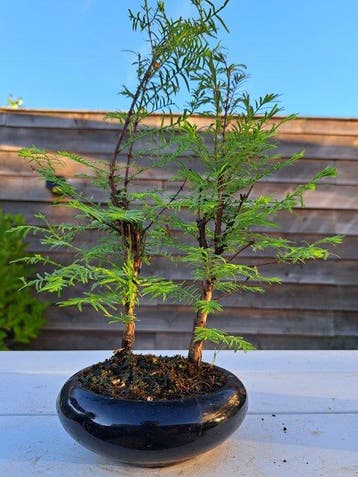 metasequoia bos in bonsaischaal - Hoogte (boom): 30 cm -, Antiek en Kunst