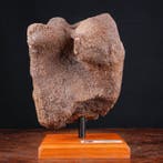 Exclusief fossiel specimen - wollige mammoet - fossiel