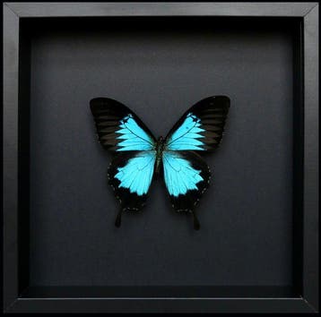 Vlinder Taxidermie volledige montage - Papilio Ulysses - 23, Verzamelen, Nieuw