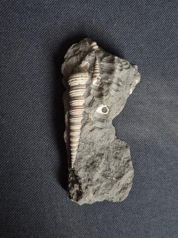Gastropode - Gefossiliseerde schelp - 12 cm - 5 cm (Zonder
