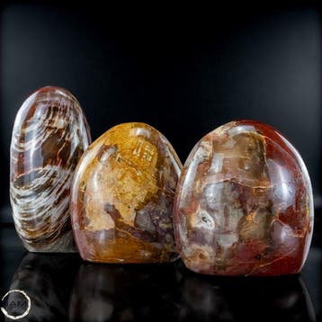 Prachtige set van versteend hout – Vrije vormen- 2075.46 g -, Verzamelen