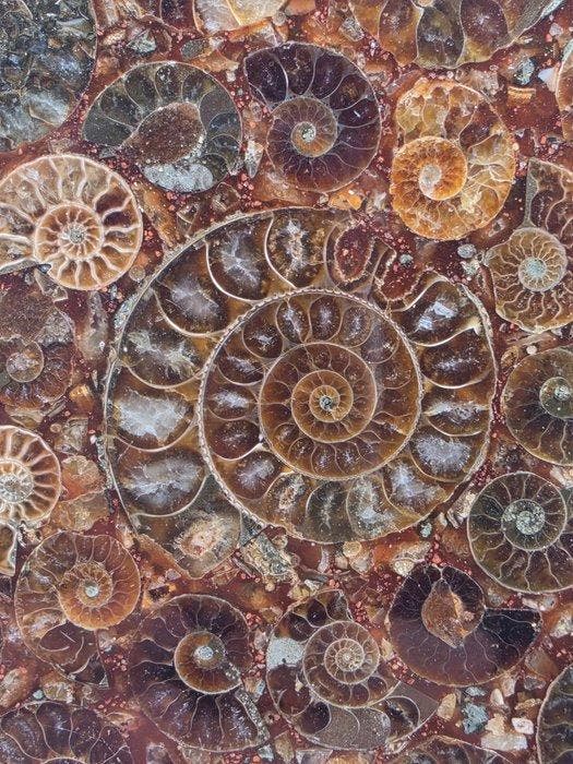 Ammoniet - Gefossiliseerd dier - Aioloceras (Cleoniceras), Collections, Minéraux & Fossiles