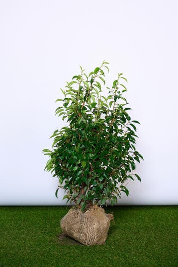 Portugese Laurier - Prunus Angustifolia - Haagplanten, Jardin & Terrasse, Plantes | Arbustes & Haies, Ophalen of Verzenden