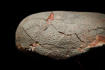 Fossiel - Gefossiliseerd ei - Oviraptor sp. - 20 cm - 10 cm