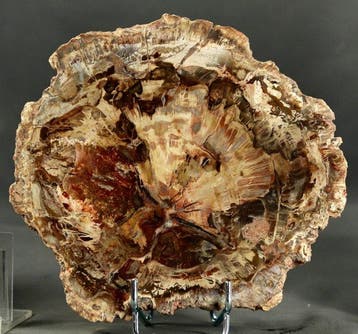 Mooi en decoratief versteend hout op een standaard -, Verzamelen