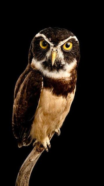 Briluil taxidermie Taxidermie volledige montage - Pulsatrix, Nieuw