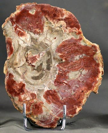 Mooi en decoratief versteend hout - Gepolijst met, Verzamelen, Mineralen en Fossielen