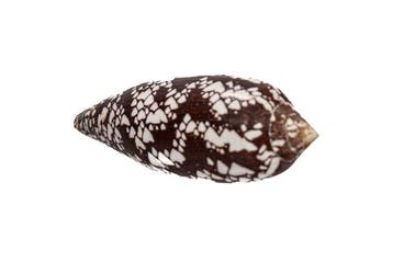 Spectaculair patroon in gigantisch formaat: De Conus aulicus, Nieuw