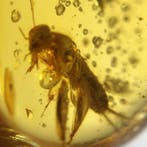 cricket - Barnsteen - 18.3 mm - 13.6 mm (Zonder