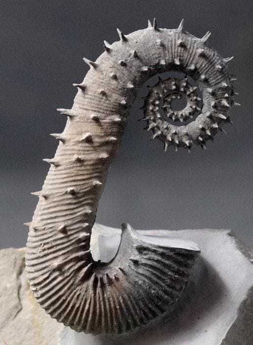 Prachtigste ammoniet - Uitgerold exemplaar met stekels -, Verzamelen, Mineralen en Fossielen