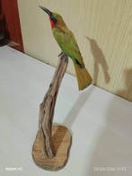Abejerruco rode keel Taxidermie volledige montage - Merops, Nieuw
