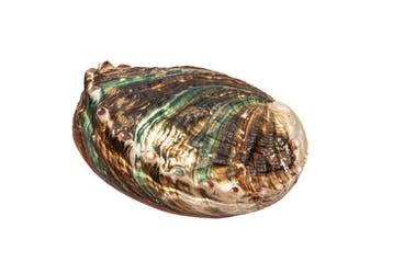 Japanse abalone Skelet - Haliotis discus hannai - 0 cm - 0, Nieuw