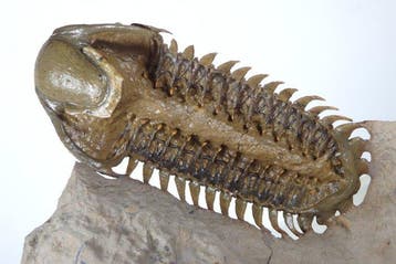 Trilobite - Carapace fossilisée - Crotalocephalus gibbus -