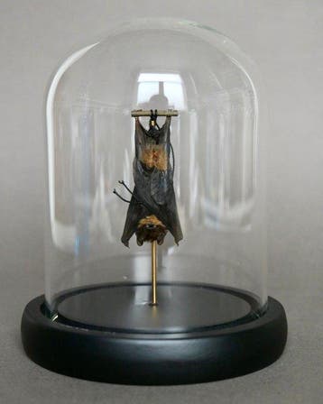 Vleermuis Taxidermie volledige montage - Pipistrelus sp. -