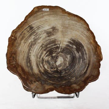 Versteend hout - Gefossiliseerd hout - Dipterocarpus - 29 cm, Nieuw