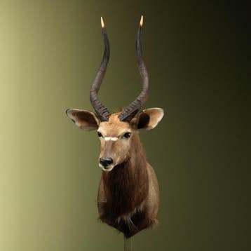Nyala Taxidermie Opgezette Dieren By Max, Ophalen of Verzenden, Opgezet dier