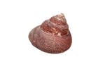 Taylors ster schelp >>F+++ Skelet - Bolma tayloriana mit, Collections