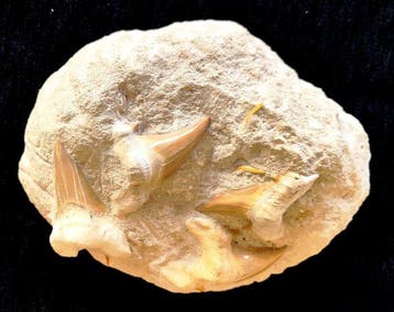 Dents de requin fossiles. - Matrice de plaque fossilisée -
