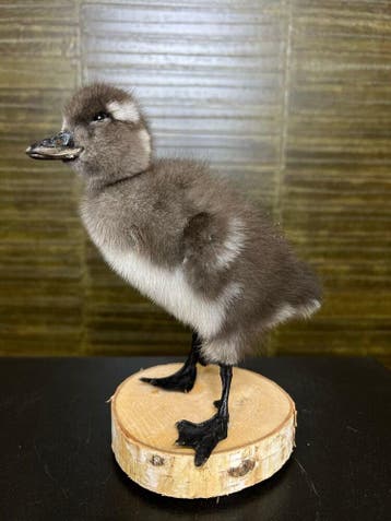 Eend Taxidermie Opgezette Dieren By Max, Ophalen of Verzenden, Nieuw, Vogel, Opgezet dier