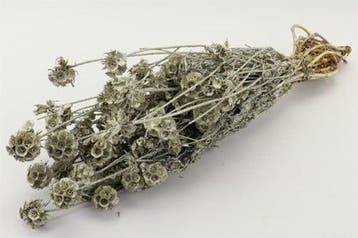 Scabiosa Wild in hoes, Nieuw