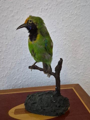 bladvogel Taxidermie volledige montage - Chloropsis, Verzamelen, Nieuw