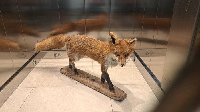 Rode vos Taxidermie volledige montage - Fox shoulder mount, Verzamelen, Dierenverzamelingen