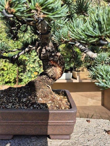 Den bonsai (Pinus) - Hoogte (boom): 40 cm - Diepte (boom):