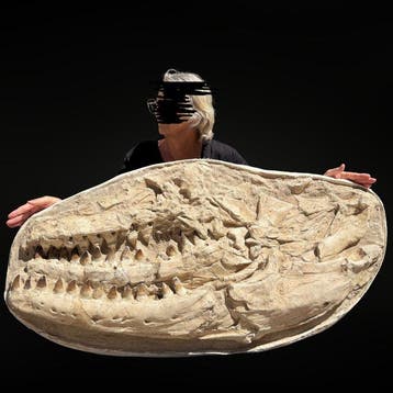Spectaculaire kaak van de mosasauriër Prognathodon –