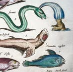 Matthäus Merian (b.1593) Hand coloured folio: marine