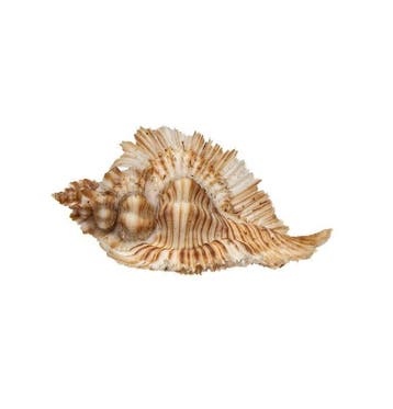 Exclusieve verzamelaarstekelslak: Chicoreus miyokoae (55 mm,, Nieuw