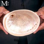 Parelmoer Abaloneschelp - Haliotis rubra – Australische, Verzamelen, Nieuw