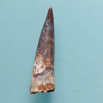 Spinosaure - Dent fossile - 70 mm - 18 mm