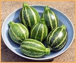 Piccolo f1 rondini courgette gestreepte basiseenheid zaden